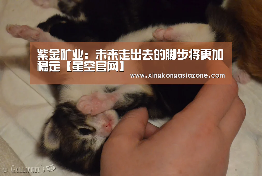 紫金矿业:未来走出去的脚步将更加稳定【星空官网】(图2) 星空直播